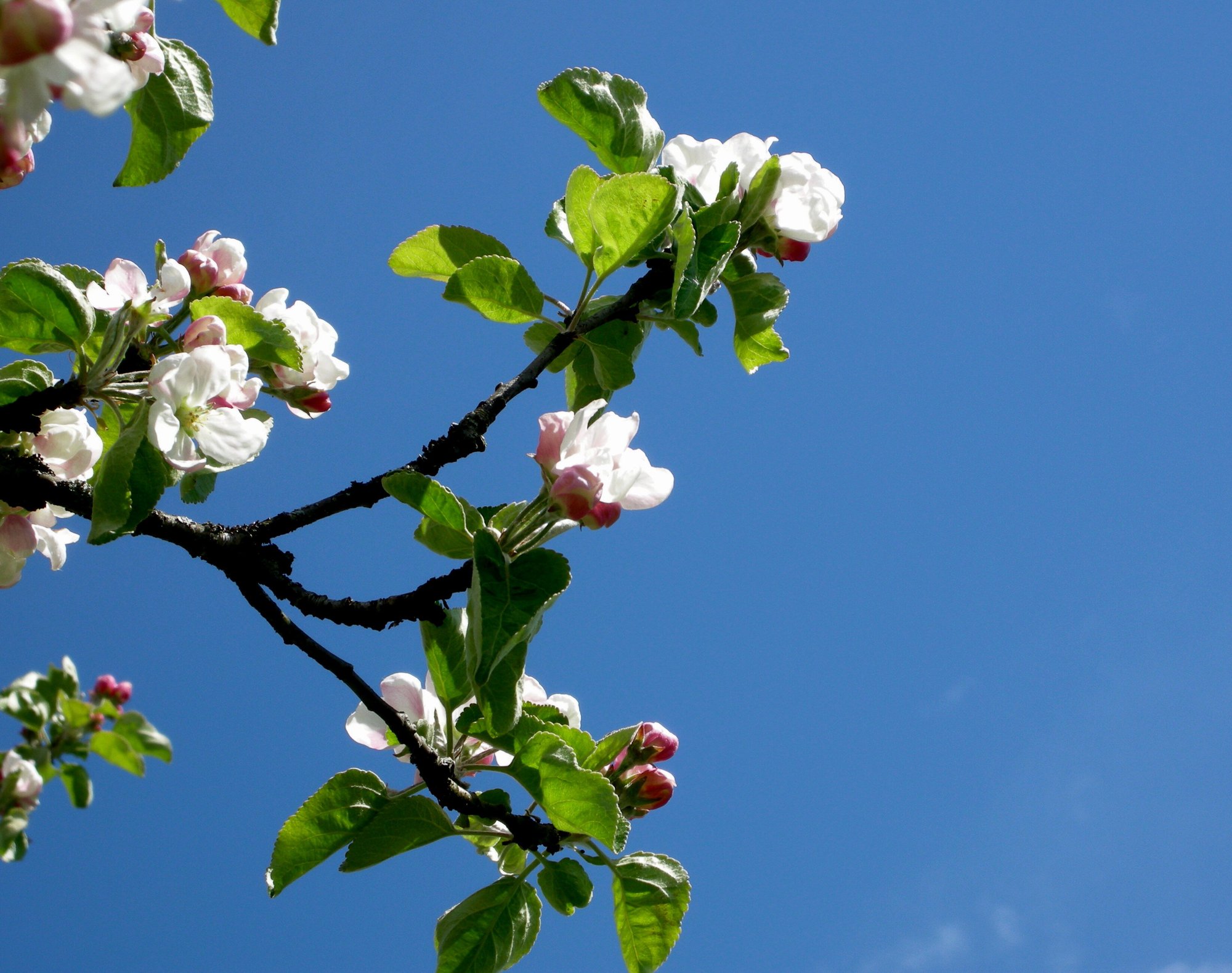 Villa Skaar fruktblomst
