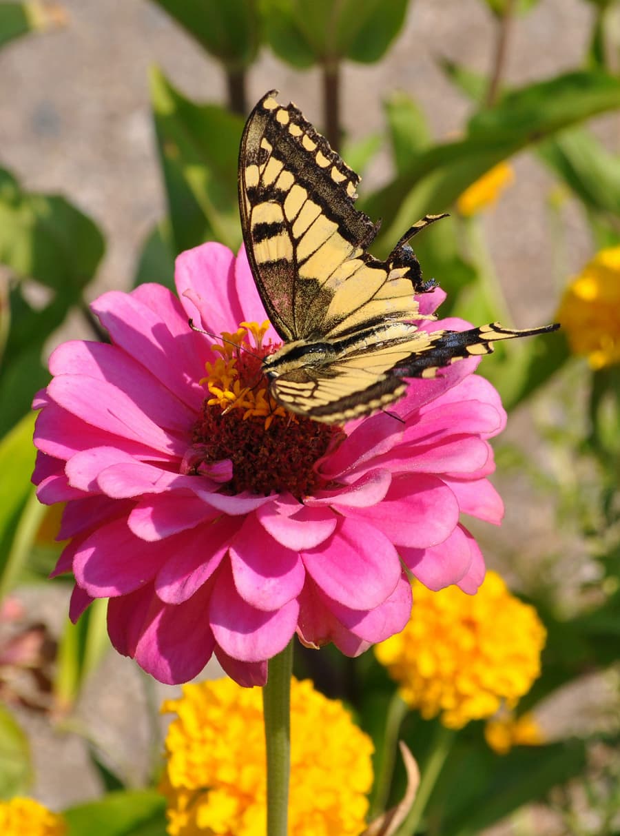 Villa Skaar blomst