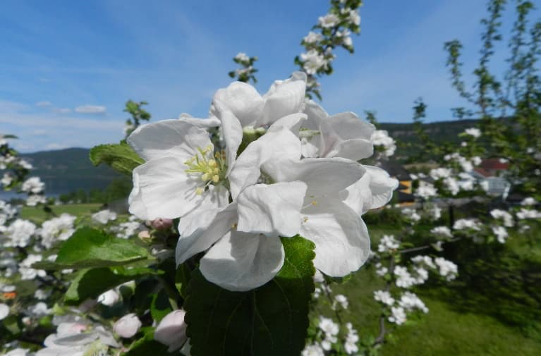 Villa Skaar epleblomst
